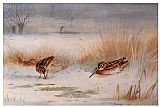 Snipe
